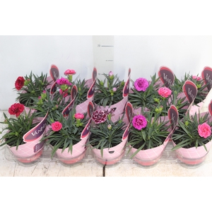 DIANTHUS DOBRADO P11