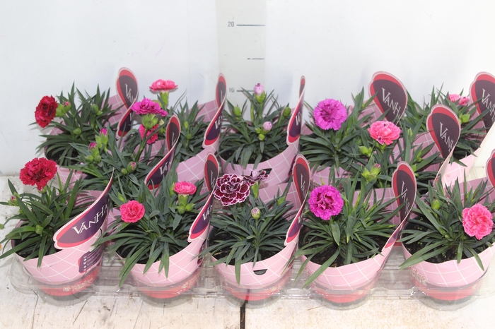 <h4>DIANTHUS DOBRADO P11</h4>