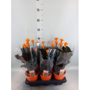 Calathea crocata 'Tassmania'