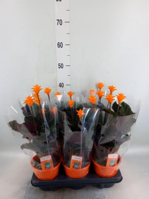 <h4>Calathea crocata 'Tassmania'</h4>