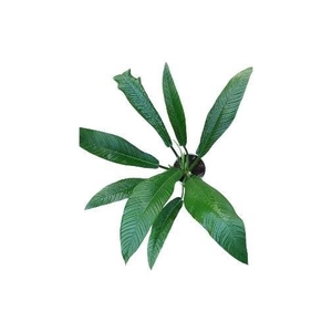 Philodendron Campii 21