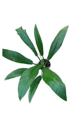 <h4>Philodendron Campii 21</h4>