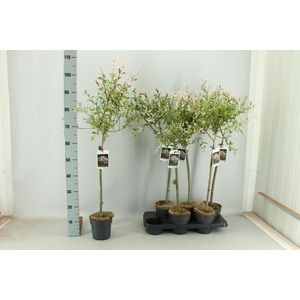 SALIX IN HAKURO NISH