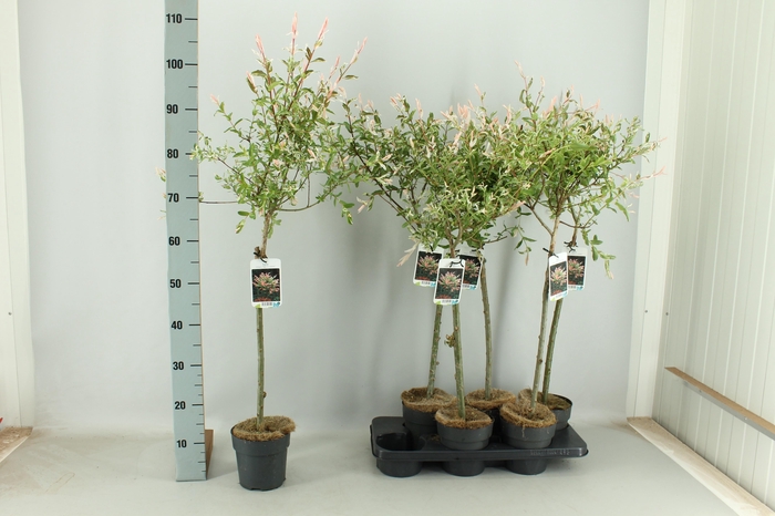 <h4>SALIX IN HAKURO NISH</h4>
