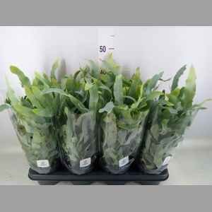 Phlebodium aureum 'Blue Star'