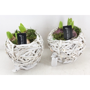 arr4 Hyacint RN - Basket with light