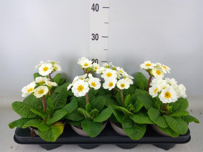 <h4>Primula elat.</h4>