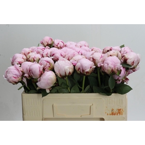 Paeonia Reine Hortense Xxl