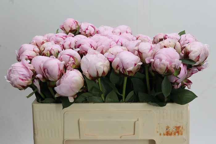 <h4>Paeonia Reine Hortense Xxl</h4>