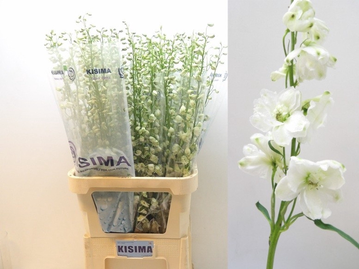 <h4>Delph Guardian White Kisima</h4>