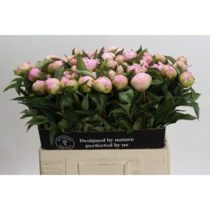 Paeonia Catharina Fontijn