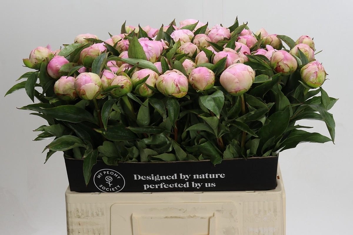 Paeonia Catharina Fontijn