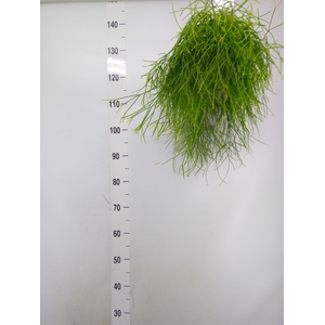 Rhipsalis baccifera 'Oasis'