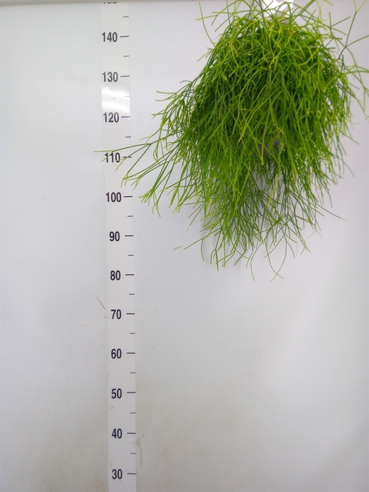 <h4>Rhipsalis baccifera 'Oasis'</h4>