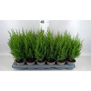 Juniperus chinensis 'Stricta'