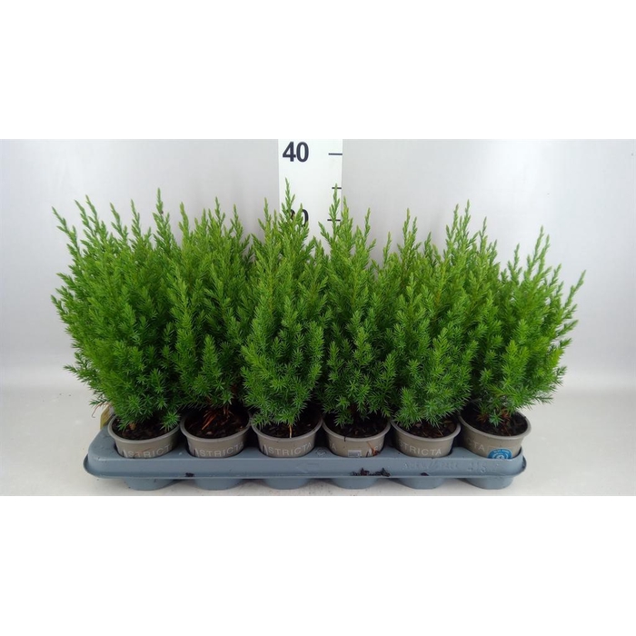 <h4>Juniperus chinensis 'Stricta'</h4>