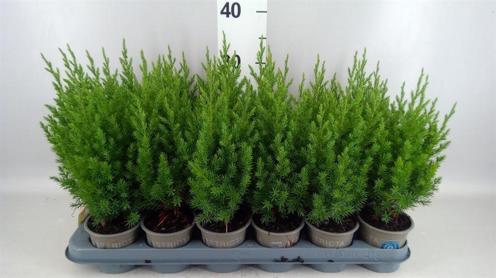 Juniperus chinensis 'Stricta'