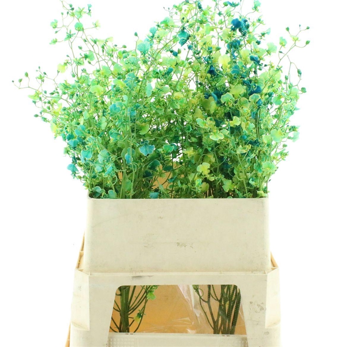 <h4>Oncidium Cappucino</h4>