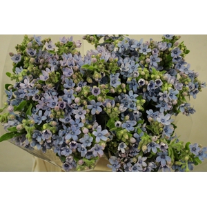 OXYPETALUM TAN PURE BLUE