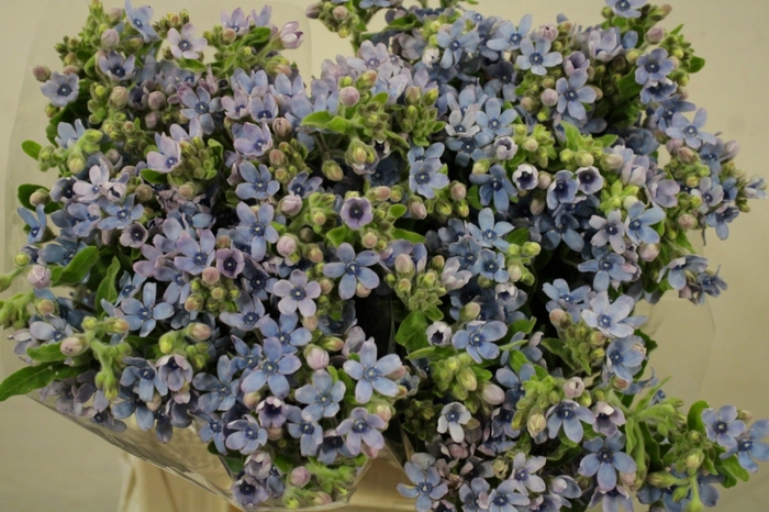 <h4>OXYPETALUM TAN PURE BLUE</h4>