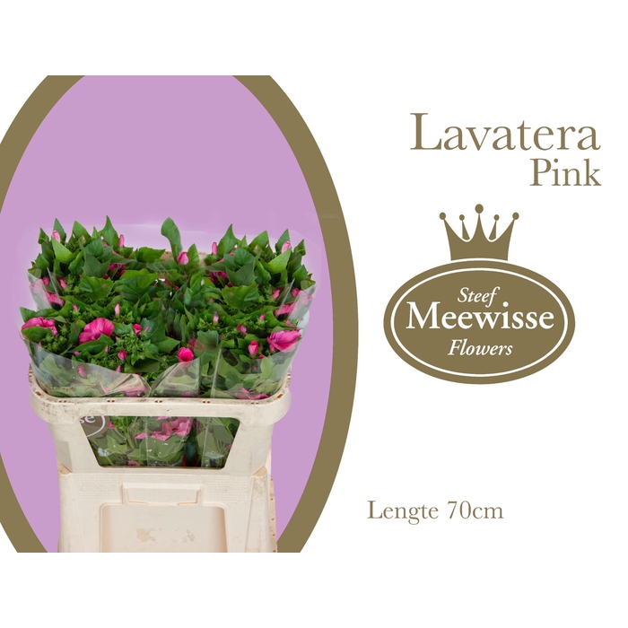 <h4>Lavatera Pink Lady</h4>