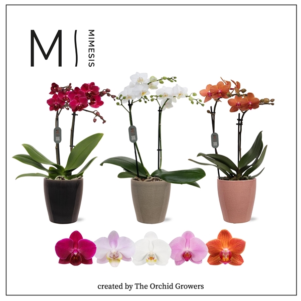 <h4>Mimesis Phal. Multi Mix - 2 spike 12cm in Nadia mix ceramic</h4>