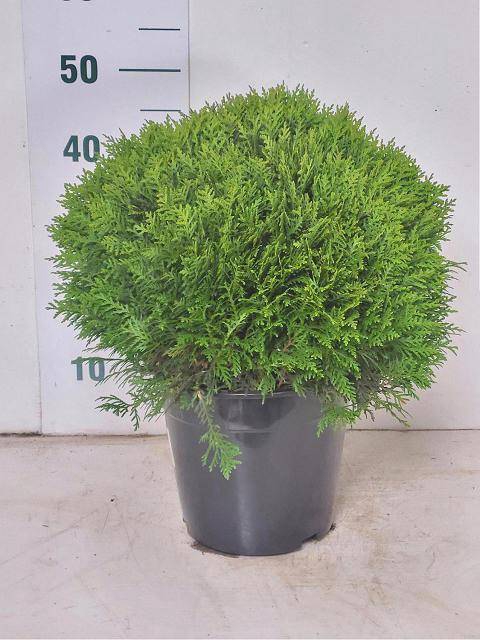 <h4>THUJA O DANICA</h4>