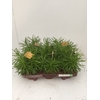 Senecio archeri 'Himalaya'