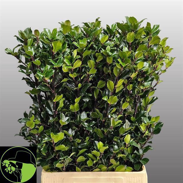 <h4>ILEX BL M BLU PRINCE</h4>