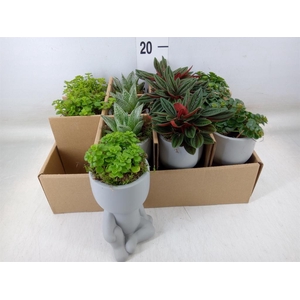 Arr.   Kamerplant Groen L%