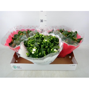 Kalanchoe blos.   ..rosebud mix  2