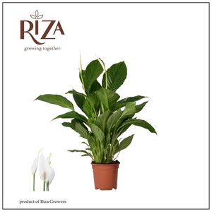 Spathiphyllum Vivaldi - 17 cm