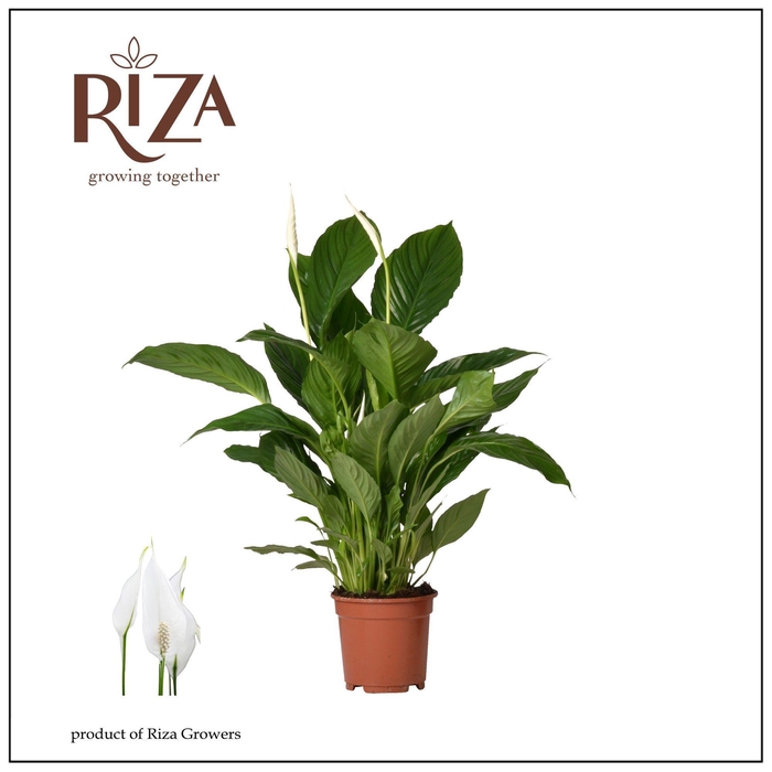 <h4>Spathiphyllum Vivaldi - 17 cm</h4>