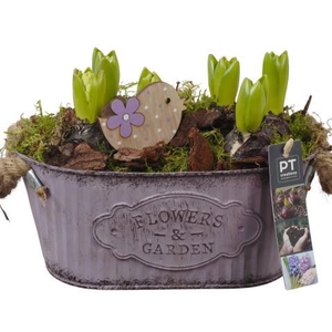 PTHC9139 Arrangement Hyacints in zink pot