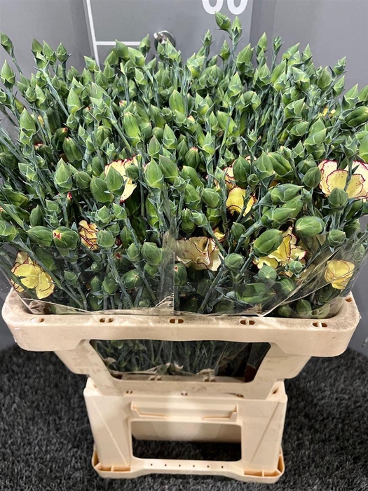 <h4>Di Tr Solandia Firefly</h4>