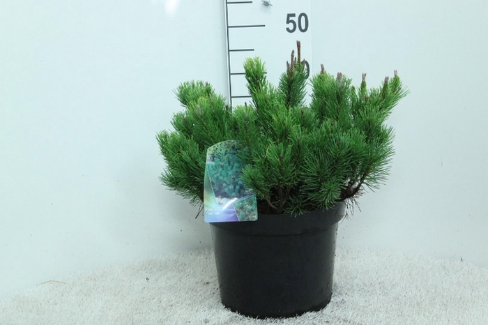 <h4>Pinus mugo mugo P29 potgekweekt</h4>