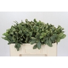 Pittosporum Ilan