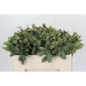 Pittosporum Ilan