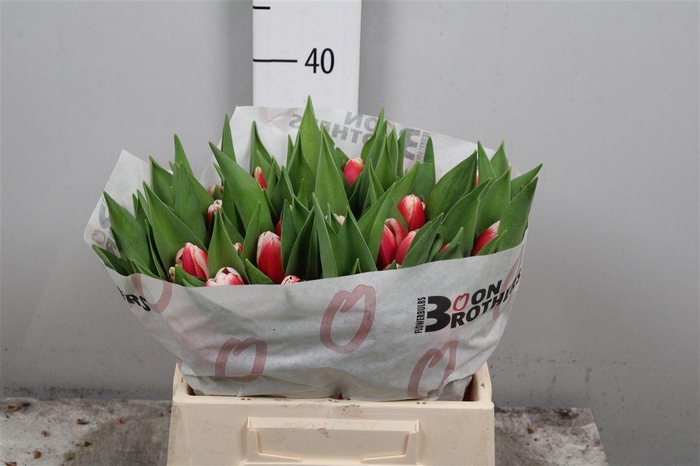 <h4>Tu En Outfit</h4>