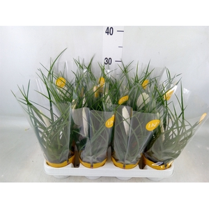 Tillandsia cyanea 'Biancini'