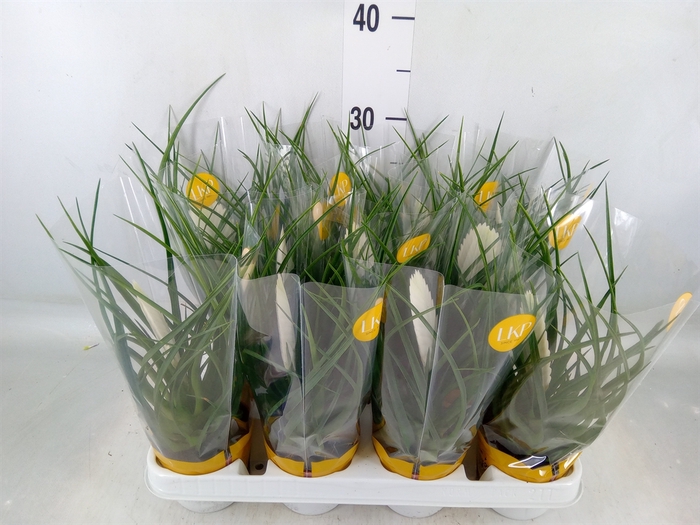 <h4>Tillandsia cyanea 'Biancini'</h4>