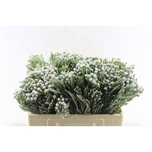 Kaaps Silver Brunia