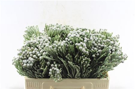<h4>Kaaps Silver Brunia</h4>