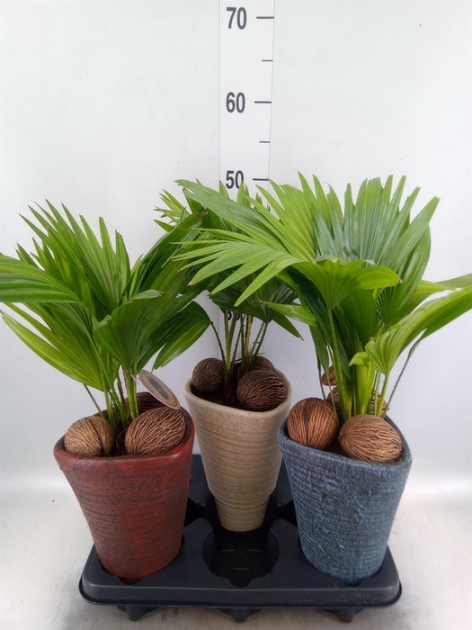 <h4>Livistona rotundifolia</h4>