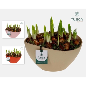 Biologisch afbreekbare ovaal schaal met Narcissus