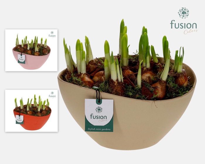 <h4>Biologisch afbreekbare ovaal schaal met Narcissus</h4>