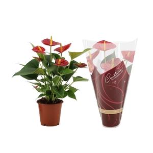 Anthurium Diamond Red in Couture Diamond sleeve