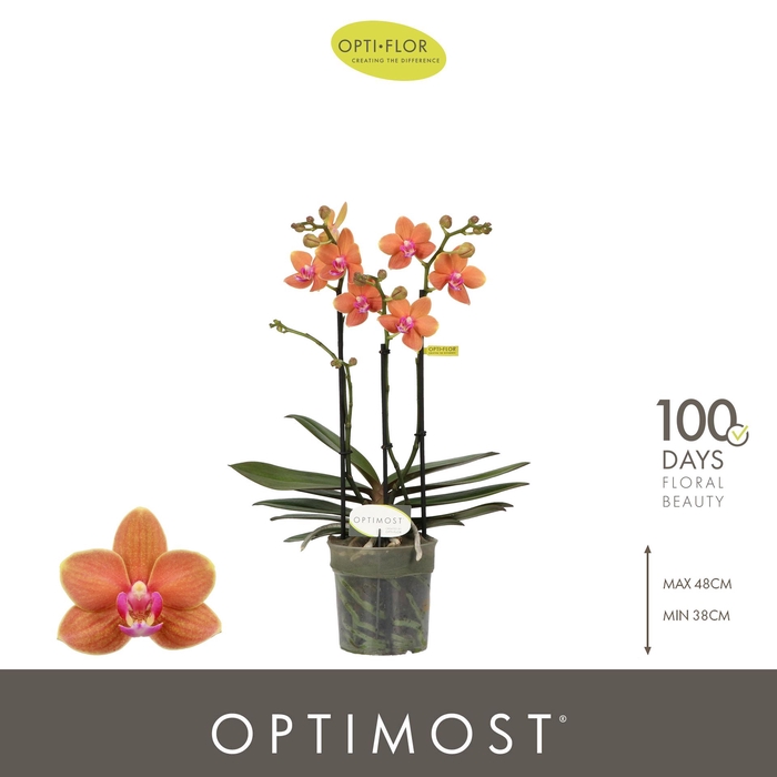 <h4>Optimost Paprika 3 spike</h4>