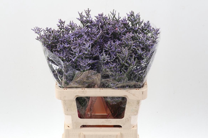 <h4>Lim Ov Skylight</h4>