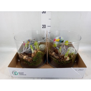 Arr.   Bol/Knolgewas L%